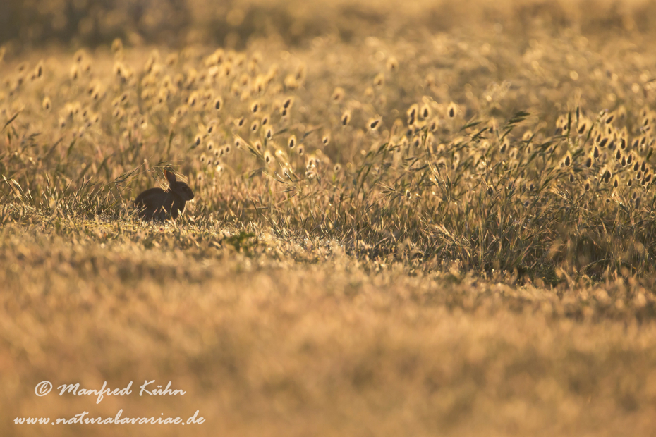 Kaninchen ()_0080