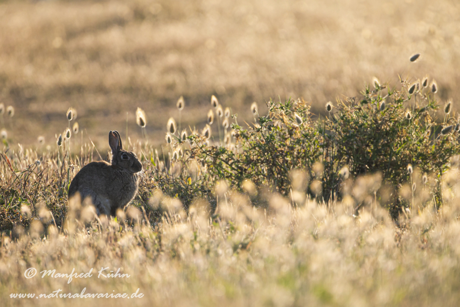 Kaninchen ()_0082