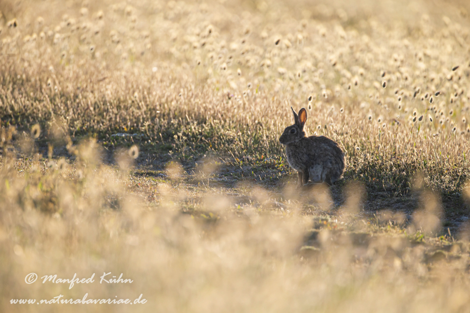 Kaninchen ()_0083