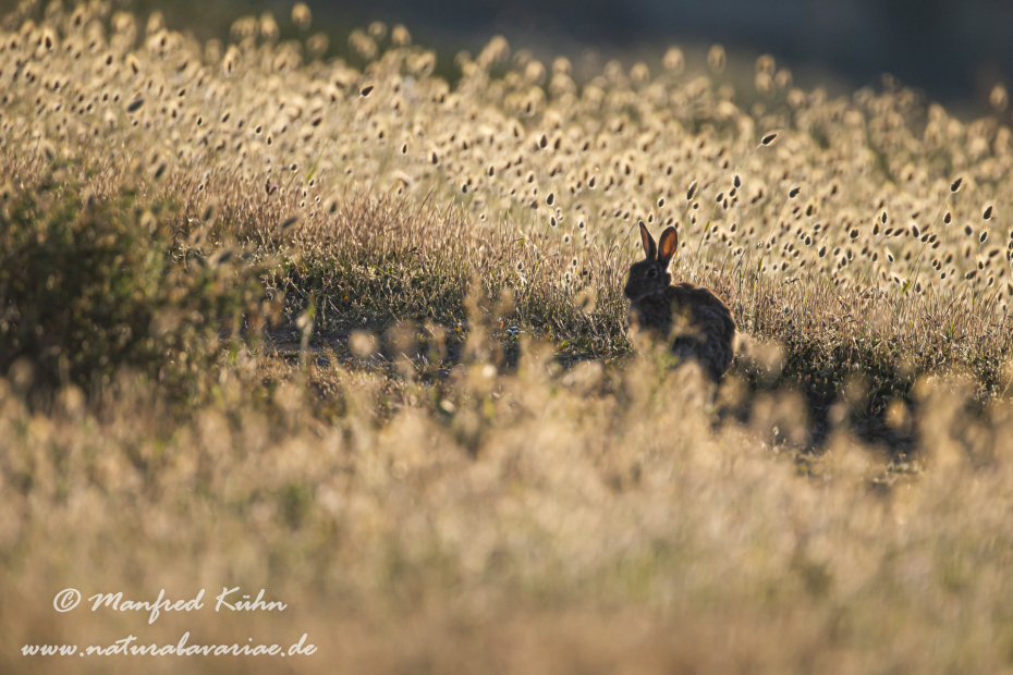 Kaninchen ()_0084