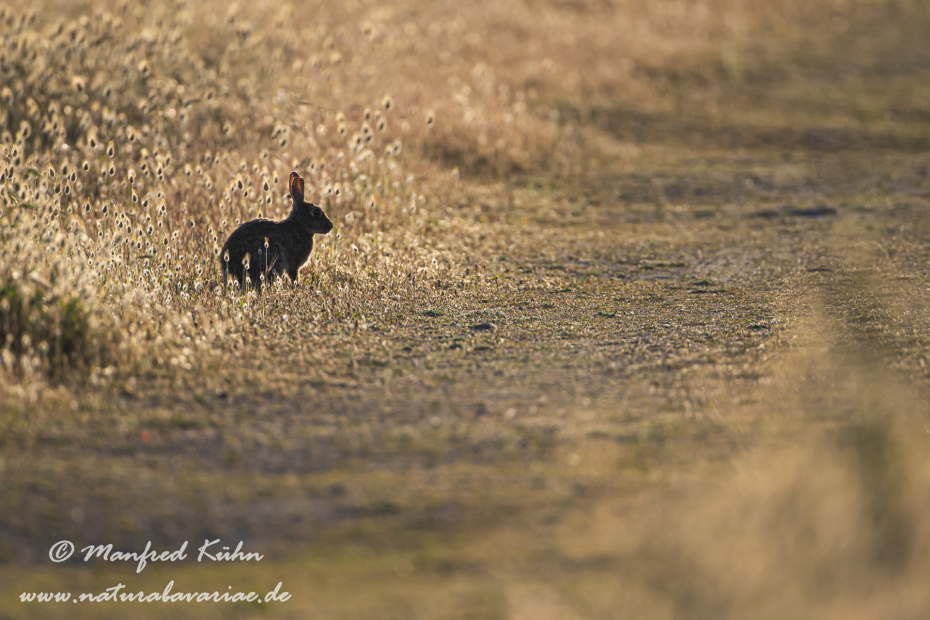Kaninchen ()_0090