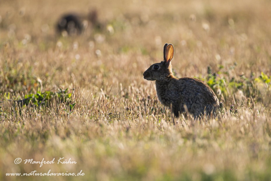 Kaninchen ()_0095