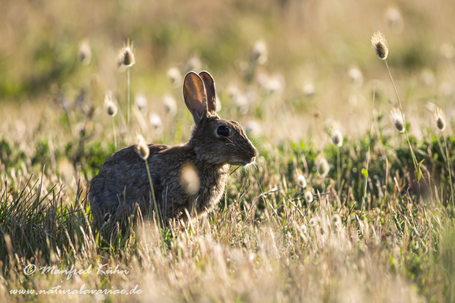 Kaninchen ()_0096