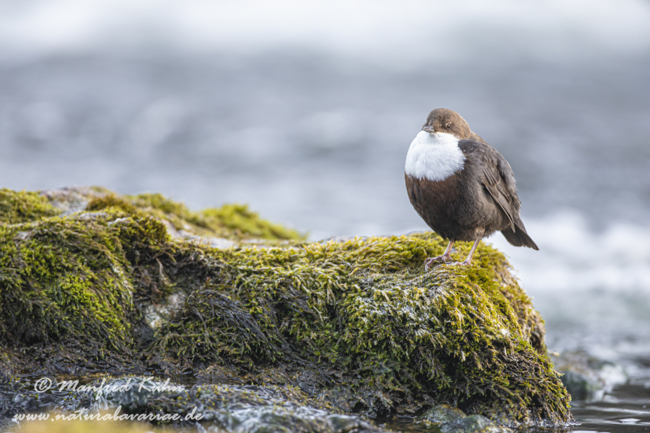 Wasseramsel ()_0155