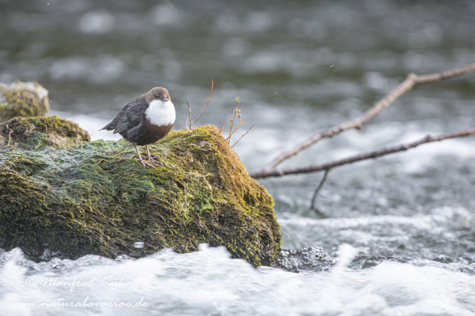 Wasseramsel ()_0158