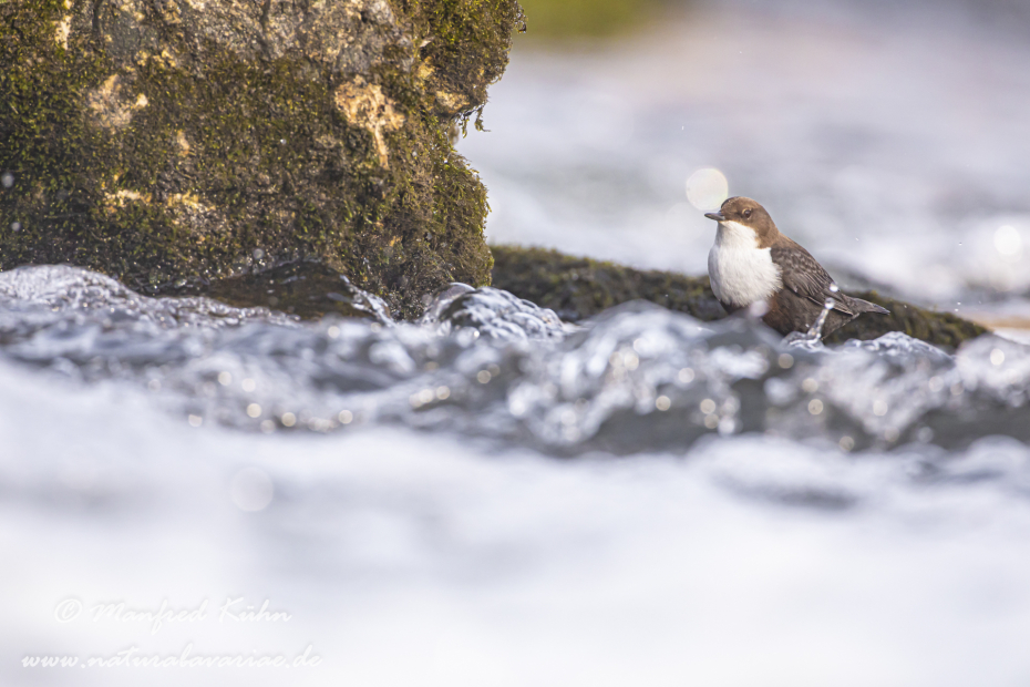 Wasseramsel ()_0210