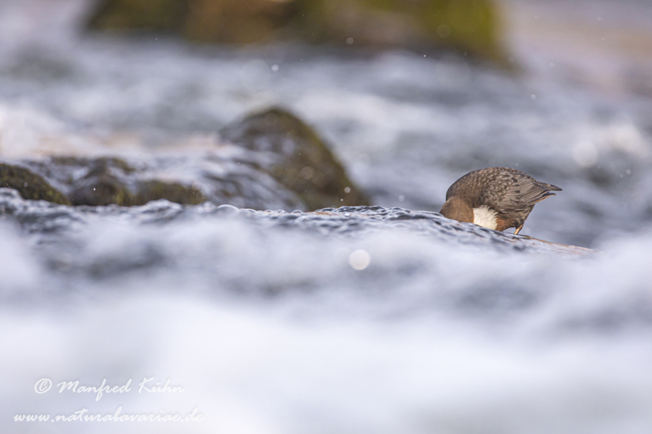 Wasseramsel ()_0214