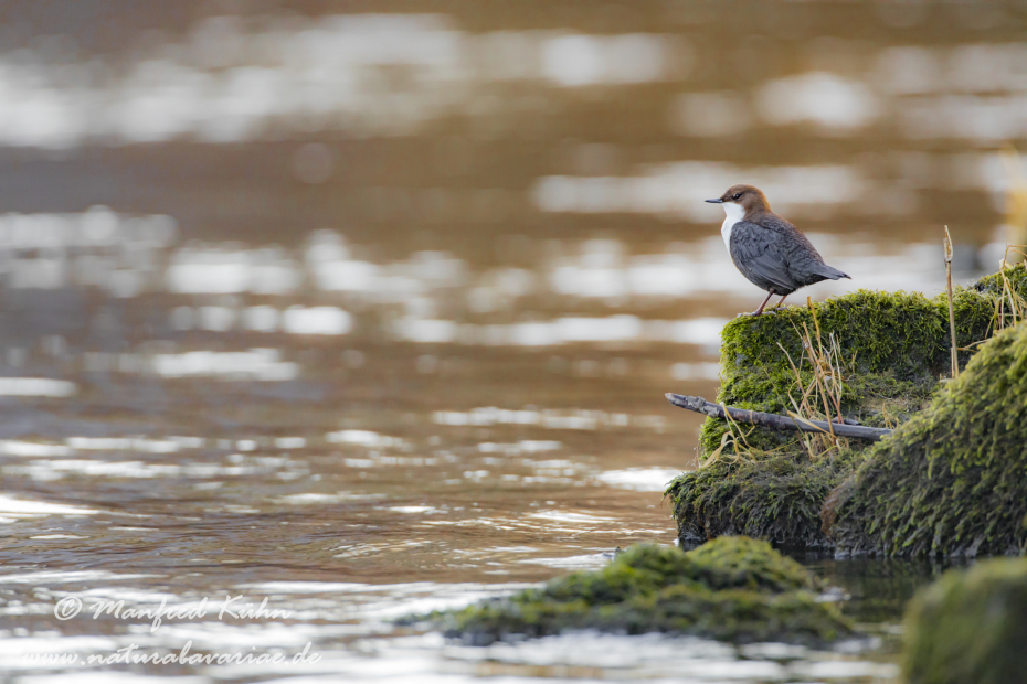 Wasseramsel ()_0227