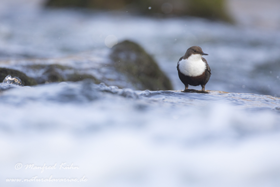 Wasseramsel ()_0238