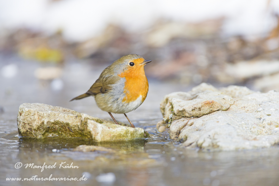 Rotkehlchen ()_0025