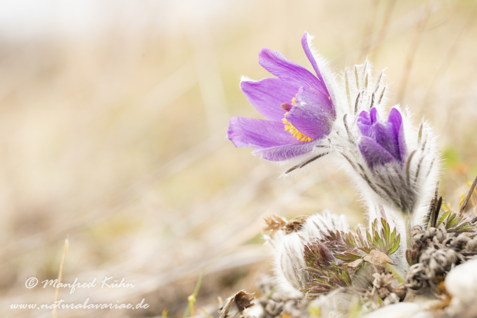 Küchenschelle (Gewöhnliche)_0020