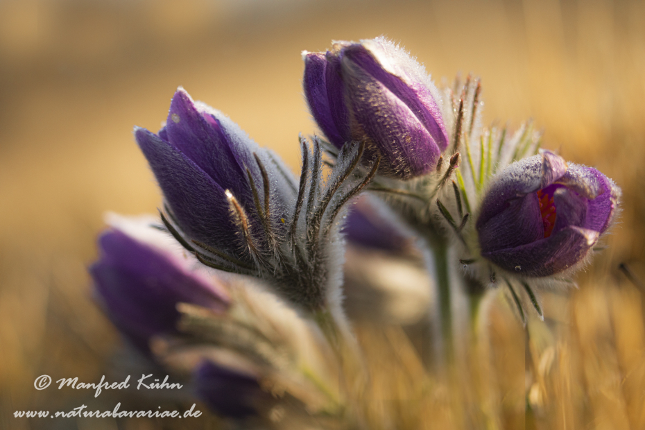 Küchenschelle (Gewöhnliche)_0046