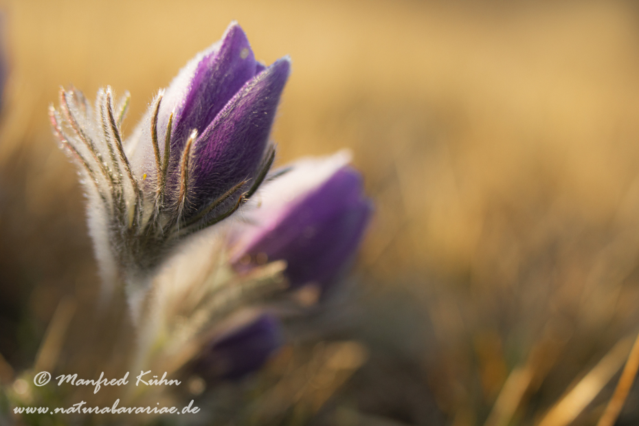 Küchenschelle (Gewöhnliche)_0050