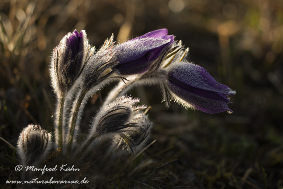 Küchenschelle (Gewöhnliche)_0071