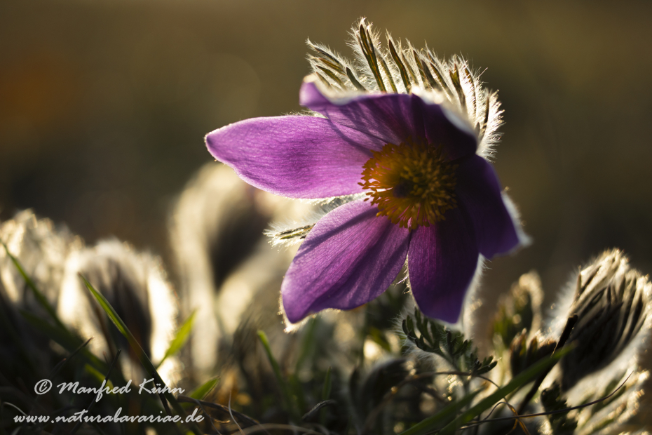 Küchenschelle (Gewöhnliche)_0079