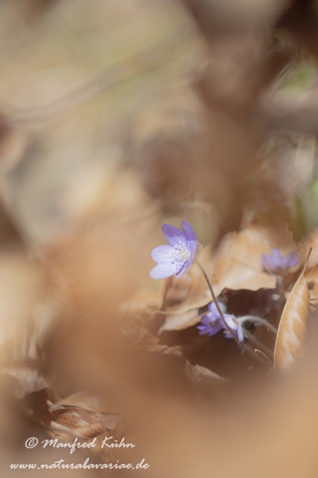 Leberblümchen ()_0072