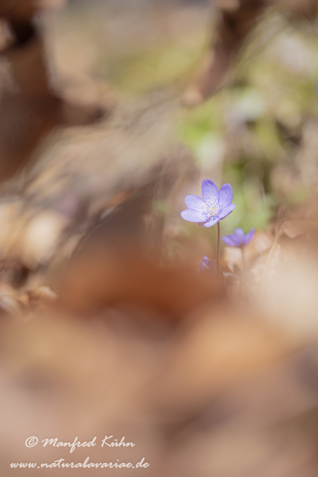 Leberblümchen ()_0077