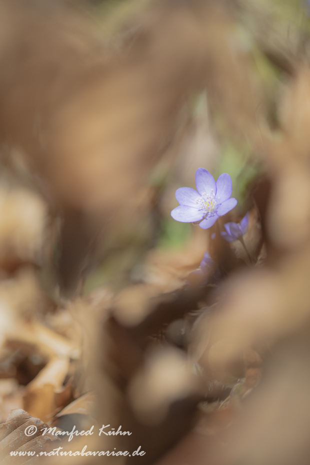 Leberblümchen ()_0082