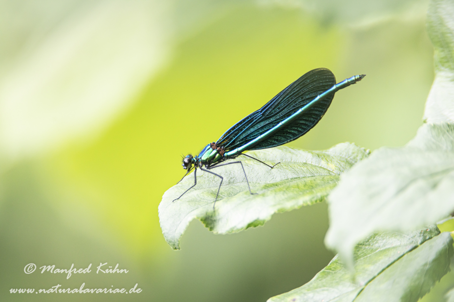 Prachtlibelle (Blauflügel-)_0001