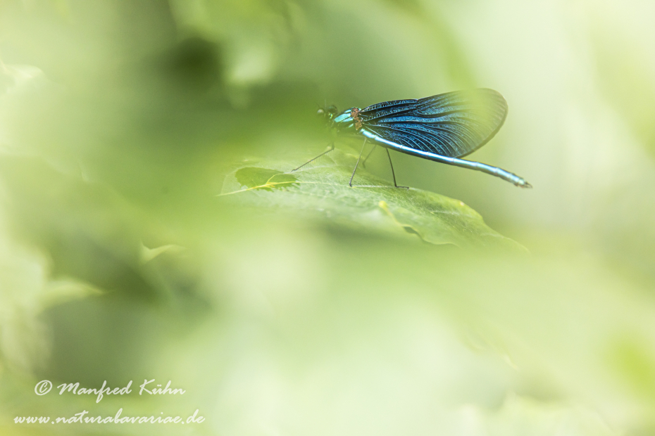 Prachtlibelle (Blauflügel-)_0002