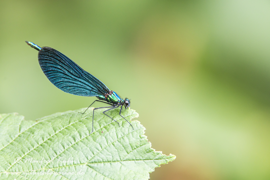 Prachtlibelle (Blauflügel-)_0004