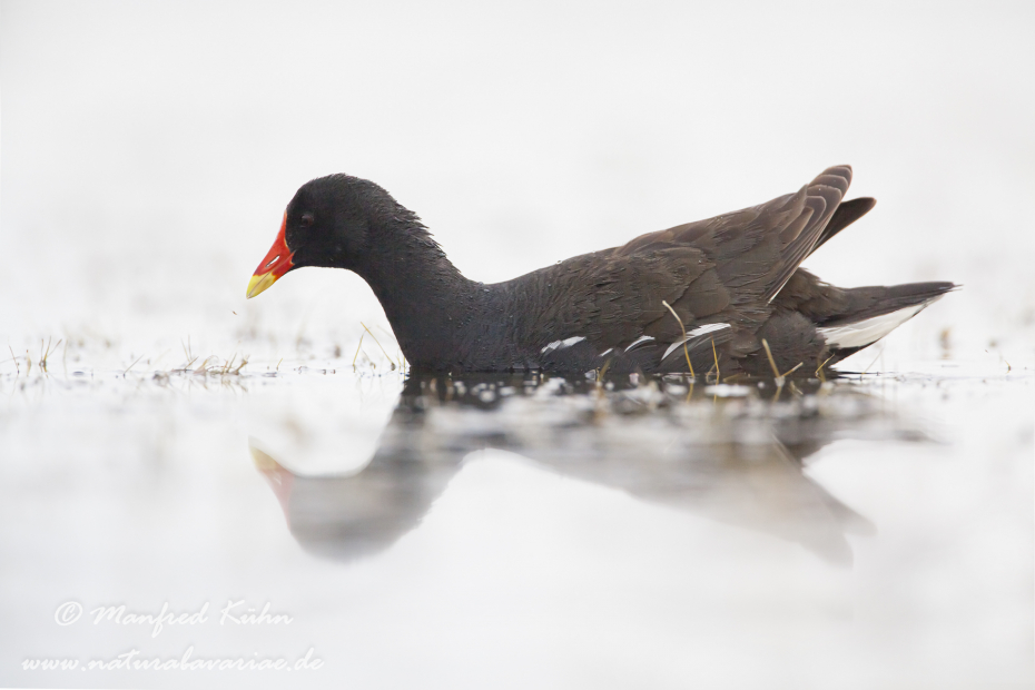Teichhuhn ()_0042