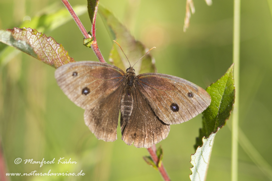 Waldportier (Blauaeugiger)_0005