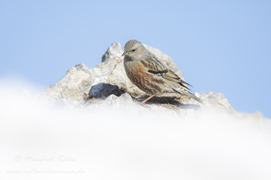 Alpenbraunelle ()_0022