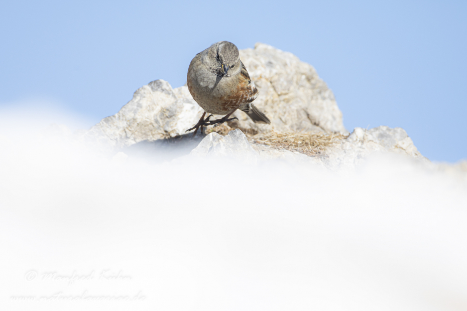 Alpenbraunelle ()_0023
