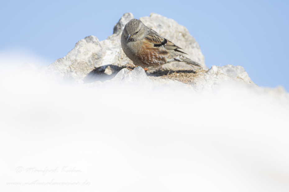 Alpenbraunelle ()_0025