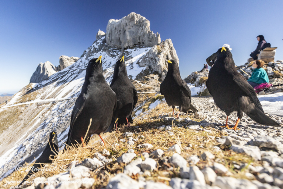 Alpendohle ()_0040