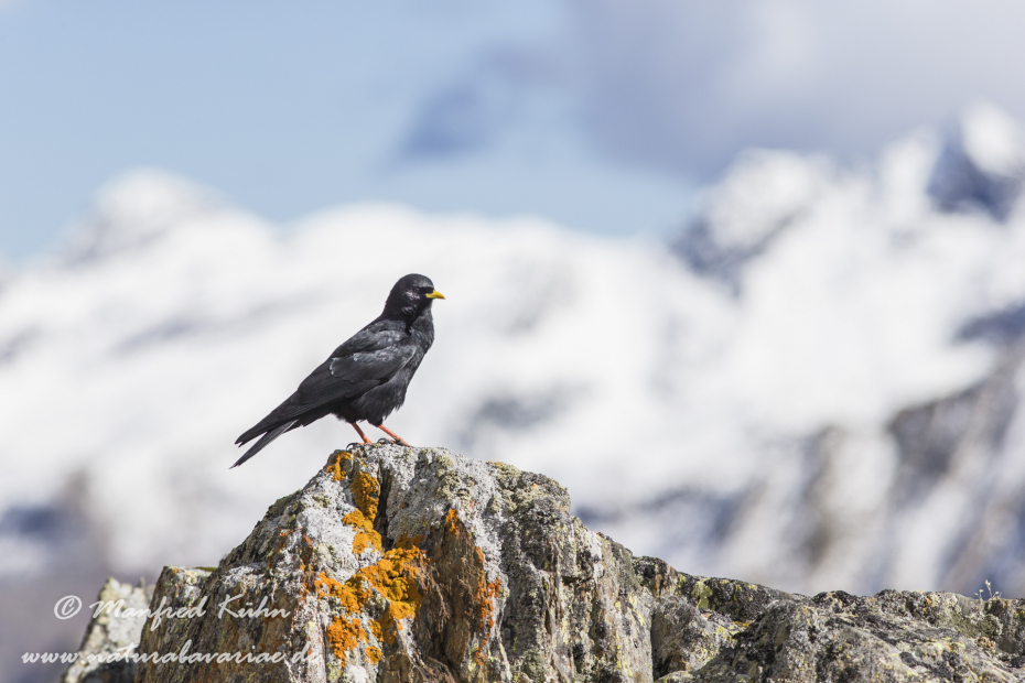 Alpendohle ()_0056