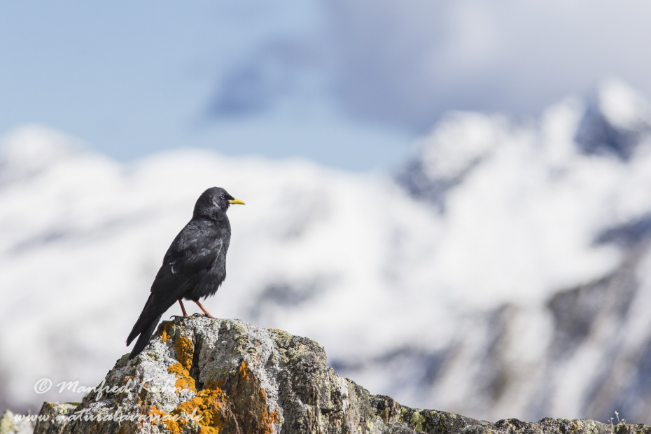 Alpendohle ()_0061