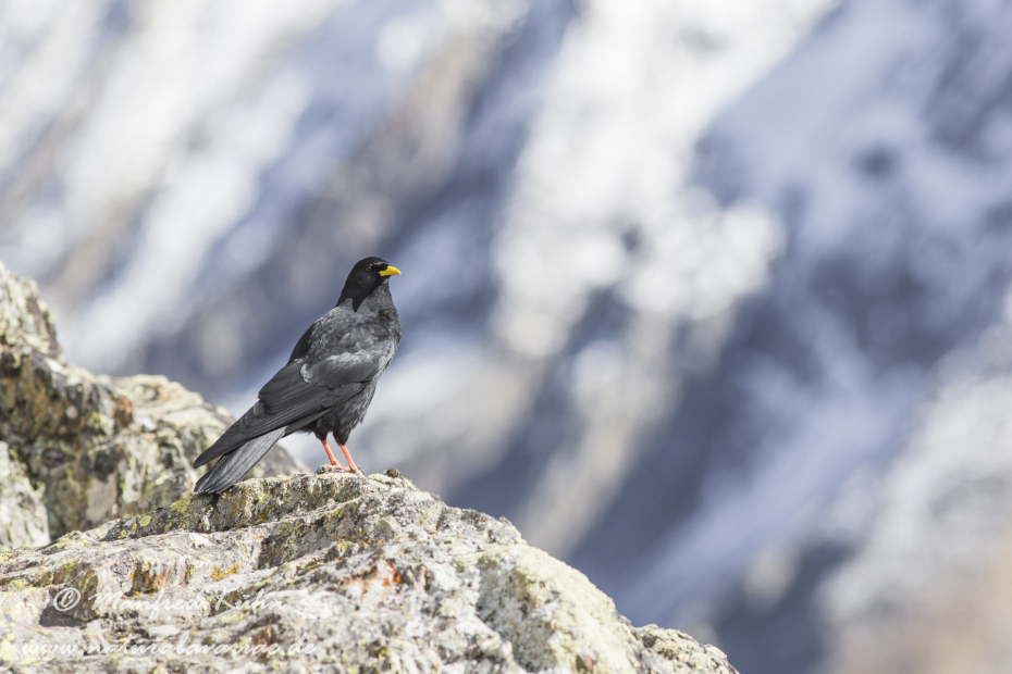 Alpendohle ()_0064