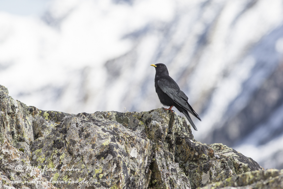 Alpendohle ()_0071
