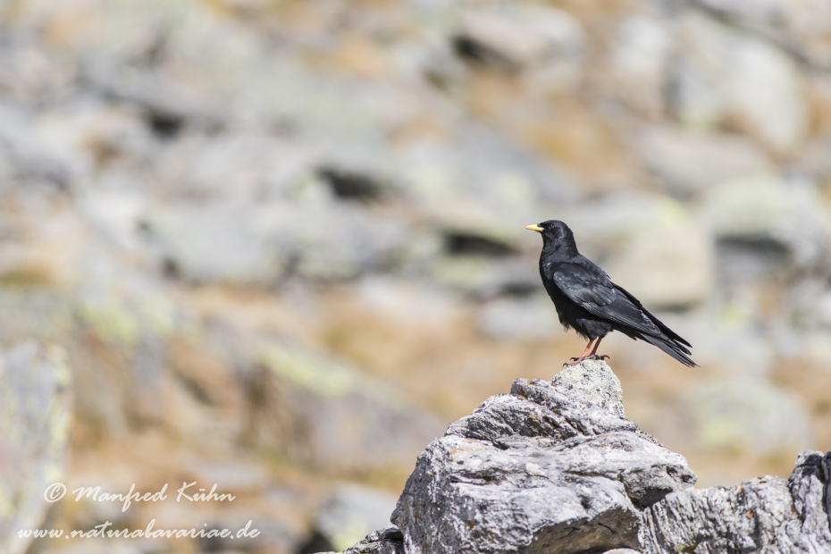 Alpendohle ()_0073