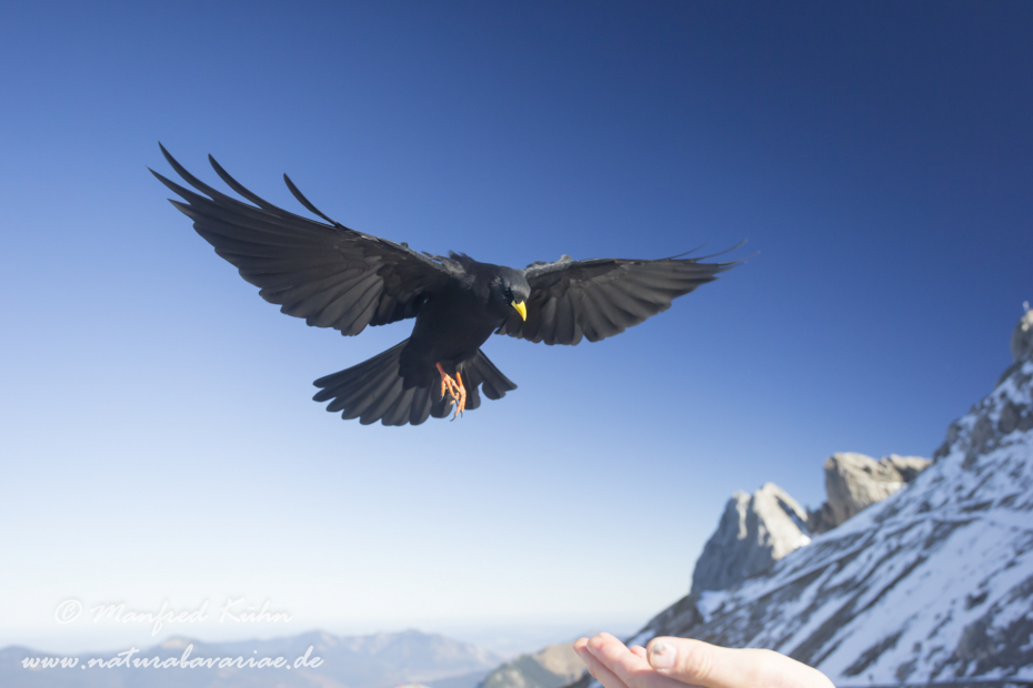Alpendohle ()_0093