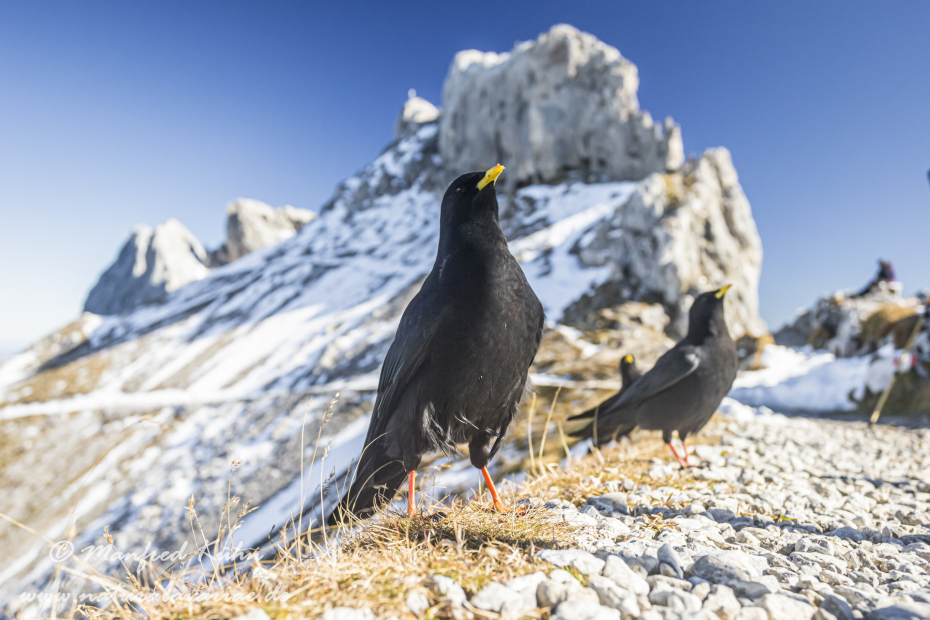 Alpendohle ()_0099