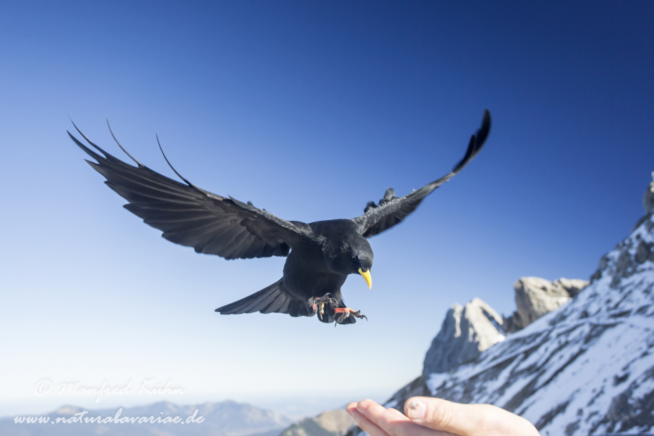 Alpendohle ()_0101