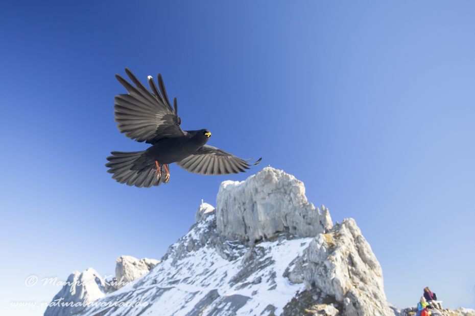 Alpendohle ()_0111
