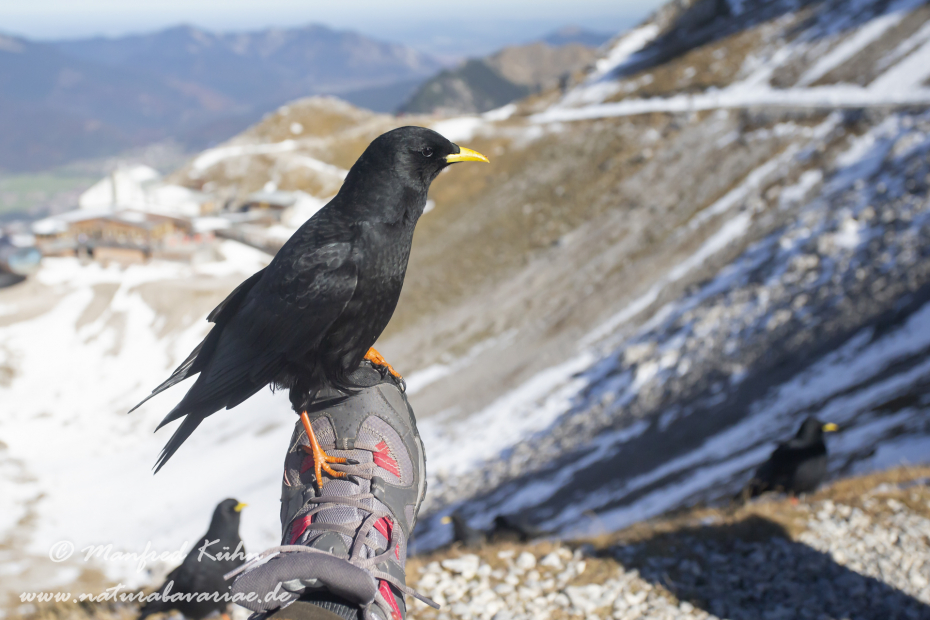 Alpendohle ()_0115