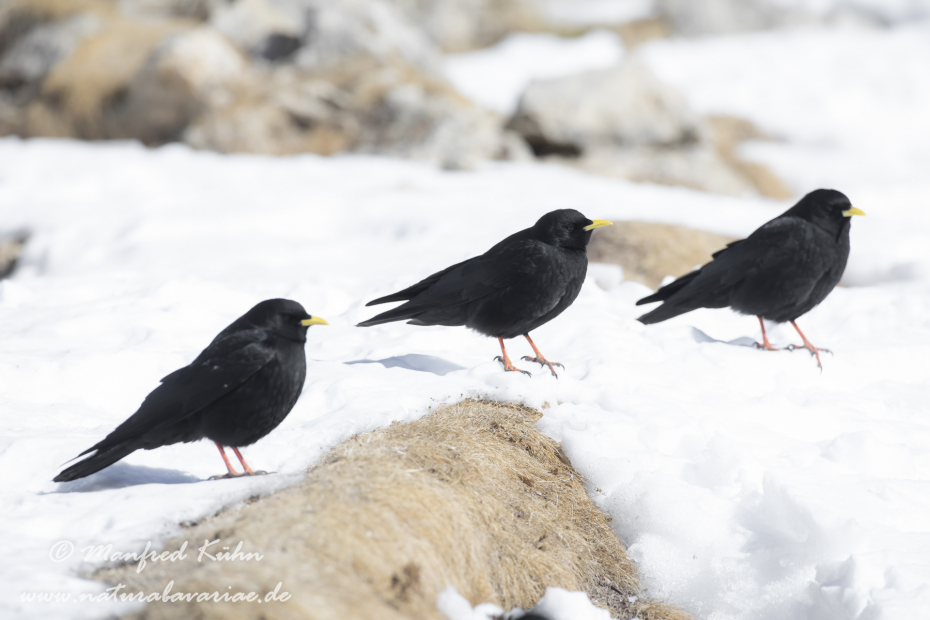 Alpendohle ()_0120