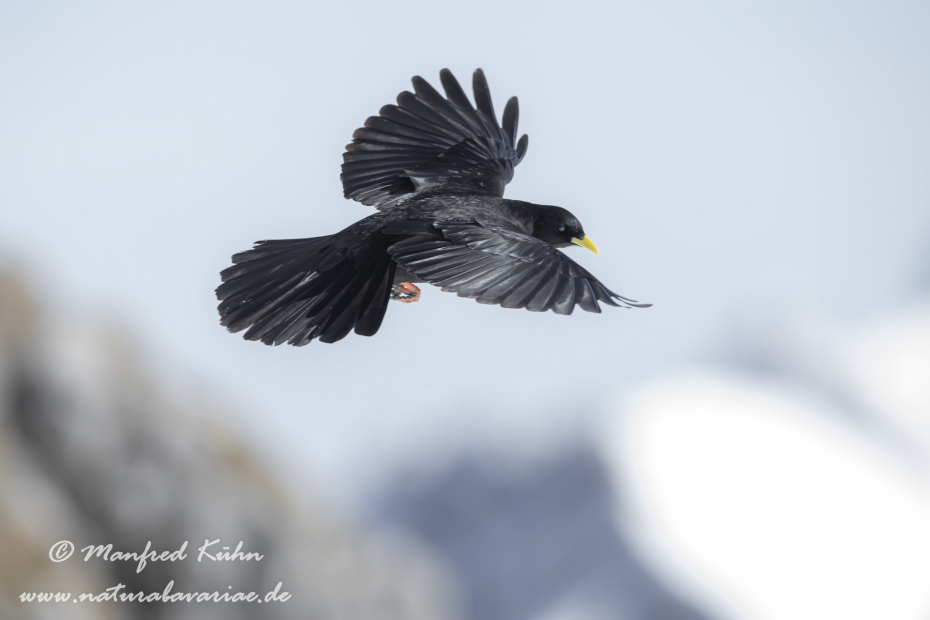 Alpendohle ()_0121