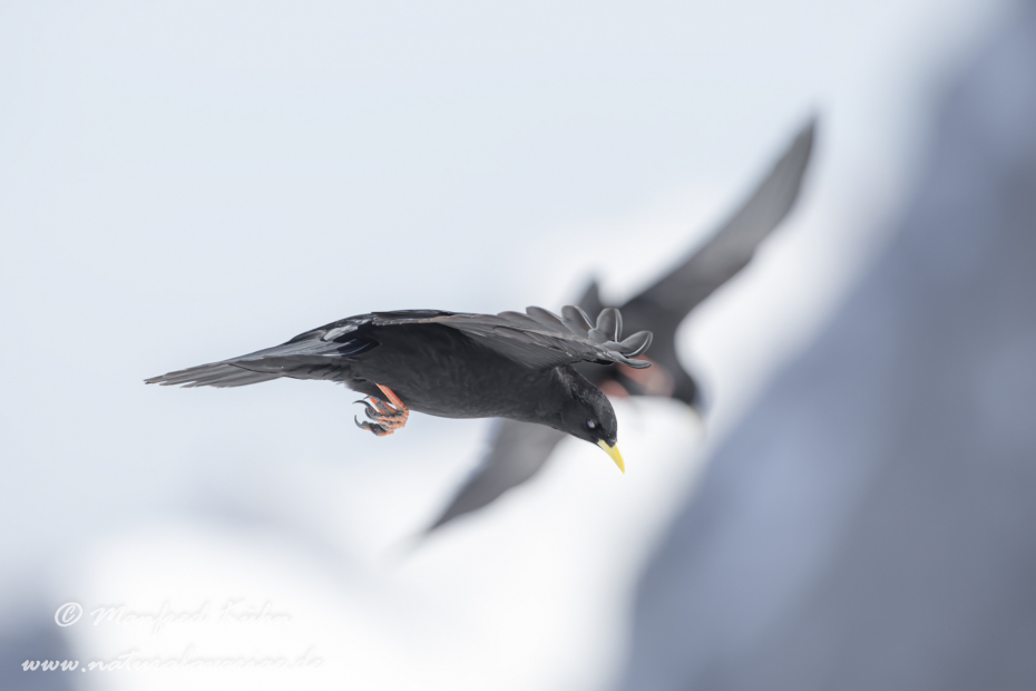 Alpendohle ()_0125