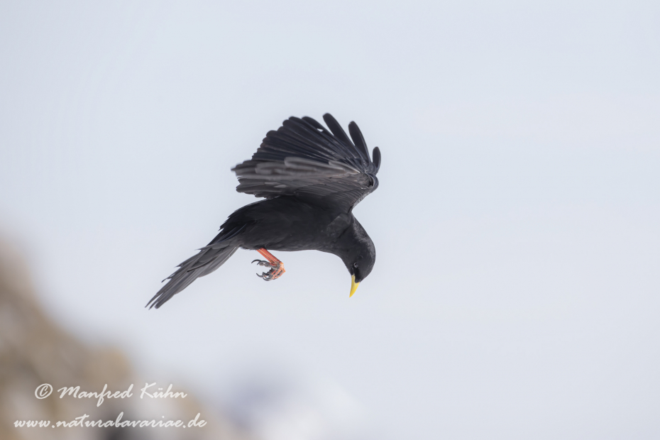 Alpendohle ()_0127