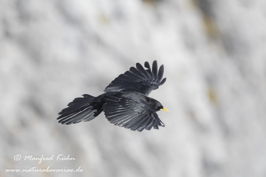 Alpendohle ()_0129