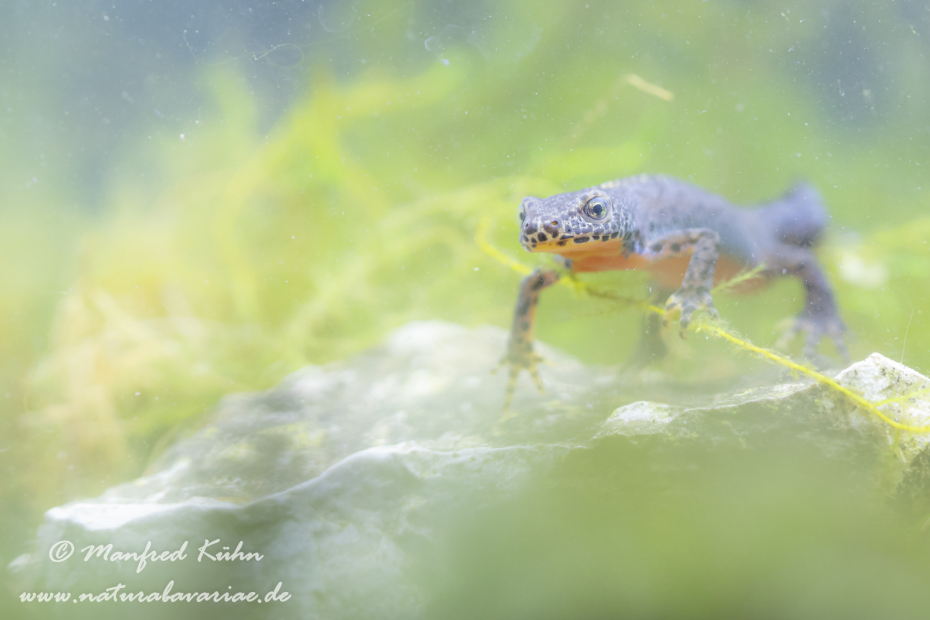Bergmolch ()_0022
