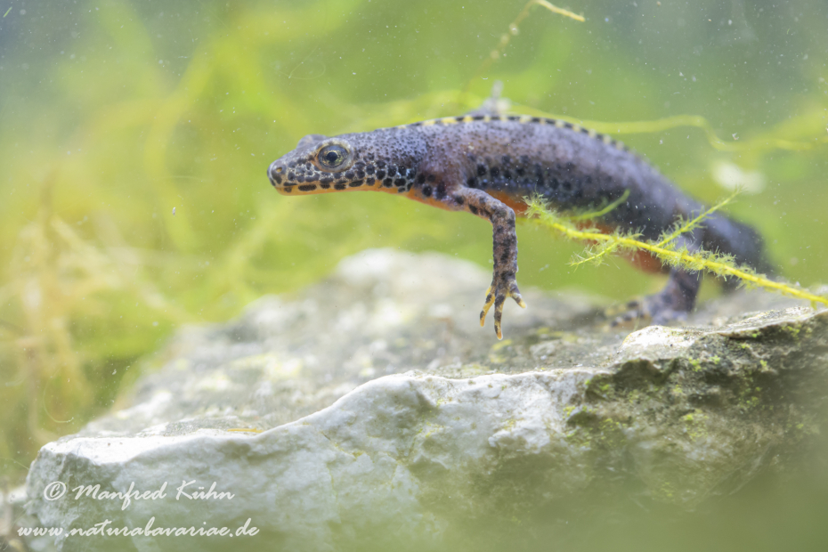 Bergmolch ()_0025
