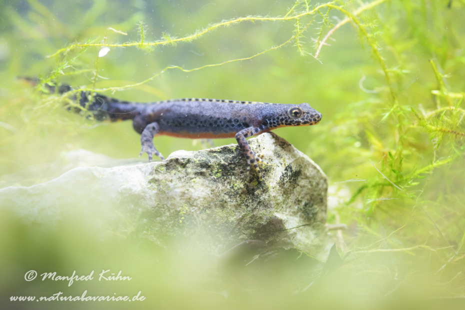 Bergmolch ()_0029