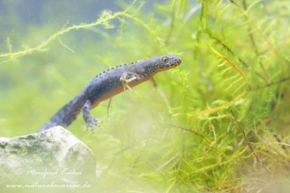 Bergmolch ()_0033